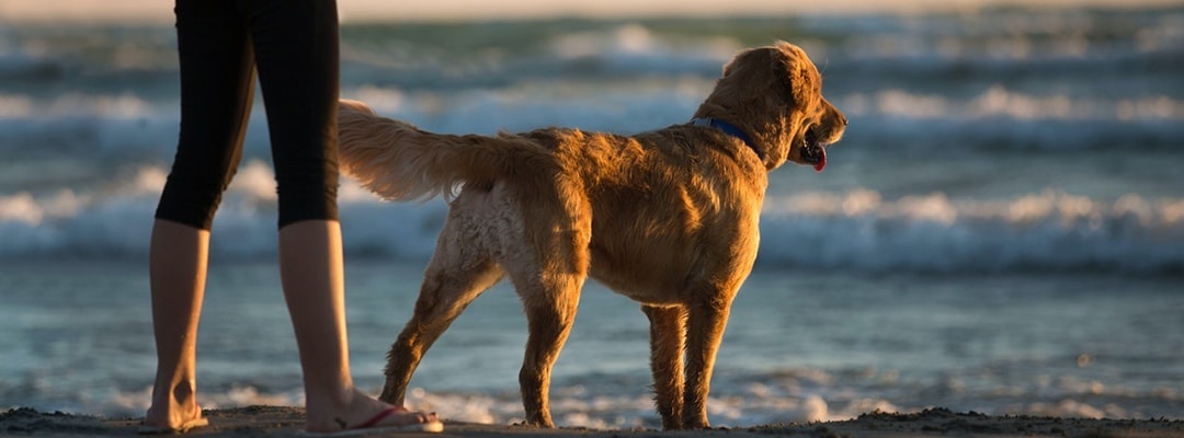 vakantie met hond op Ameland